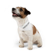 Custom Swag Pet Bandana Collar — Personalized 'Custom Swag: Wear Your Identity' Dog & Cat Bandana