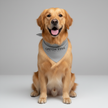 Pet Bandana for Dogs & Cats, Custom Logo, Image & Text | Custom Swag™